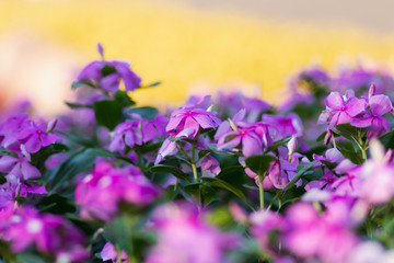 The pink flowers garden in the Nongnuch flower garden, Chonburi, Thailand.