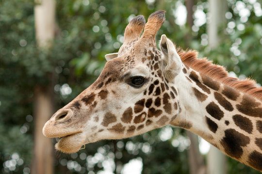 Giraffe Close-Up View Face Portrait