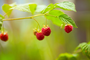 berry raspberries on a branch