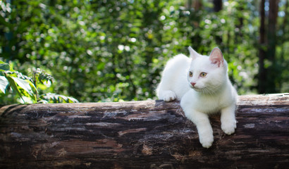 White cat for a walk in a beautiful summer forest.