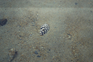 Pine cone in clear water against the background of stones