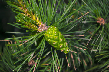 A new pine cone on the branch