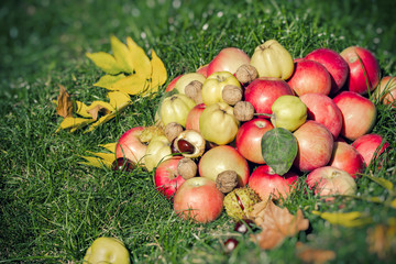 Seasonal fruit, autumn fruit - autumn harvest