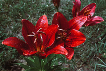 Fototapete bei efototapeten.de bestellen   