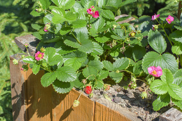 flowering strawberry bushes