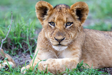 Lion cub resting in the bush of Sabi Sands Game Reserve in South Africa