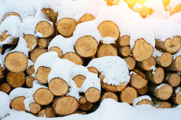 Logging stack in the forest during the winter