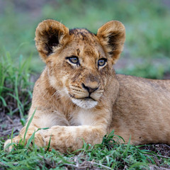 Naklejka na ściany i meble Lion cub resting in the bush of Sabi Sands Game Reserve in South Africa