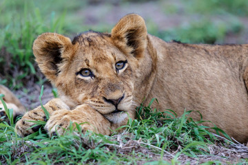 Lion cub resting in the bush of Sabi Sands Game Reserve in South Africa