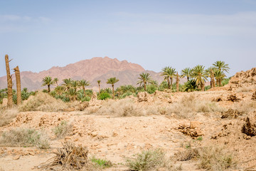Desert of figuig
