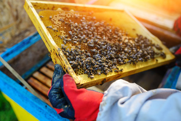 The beekeeper takes the frame with honeycomb from the hive