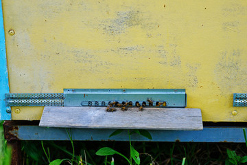 Group of honeybees flying into a vintage beehive