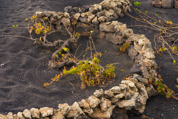 Circular Vineyard on Lazarote Island with Black Sand