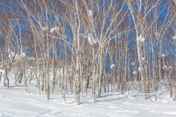 A Stand of Silver birch trees with large lumps of snow up amongst the branches
