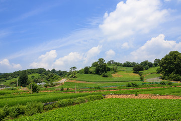 a rural summer of Junggok-ri