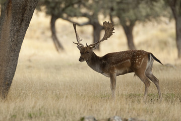 Naklejka na ściany i meble Fallow Deers, Dama dama, Spain