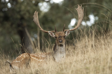 Fallow Deers, Dama dama, Spain