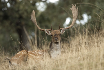 Naklejka na ściany i meble Fallow Deers, Dama dama, Spain