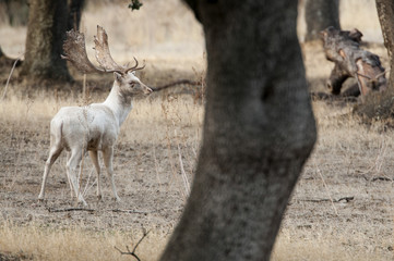 Fallow Deers, Dama dama, Spain, Albino, rare white