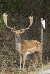 Naklejka na ściany i meble Fallow Deers, Dama dama, Spain, hunting reserve sign