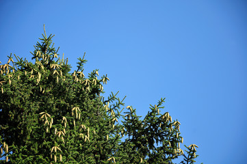spruce tree with fresh green cones