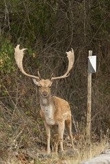 Naklejka na ściany i meble Fallow Deers, Dama dama, Spain, hunting reserve sign