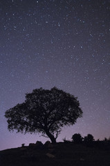 Fototapeta na wymiar Night landscape, oak, stars, clouds, silhouette
