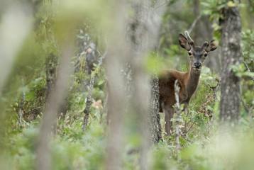 Red deer, Cervus elaphus, Wild