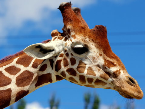 Fototapeta Dumna, niechciana głowa żyrafy