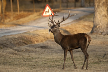 Red Deer, Deers, Cervus elaphus on the road, traffic signal