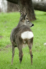 Roe deer, Capreolus capreolus