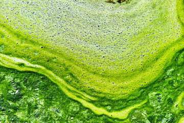 Polluted water with algae 