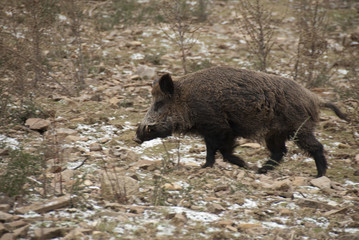 wild boar, sus scrofa, spain