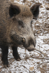 wild boar, sus scrofa, spain