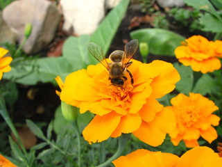 bee on the marygold flower