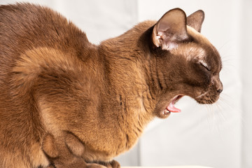 Yawning Burmese Cat