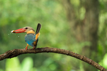Stork-billed Kingfisher Pelargopsis capensis Beautiful Birds of Thailand.on a green background.