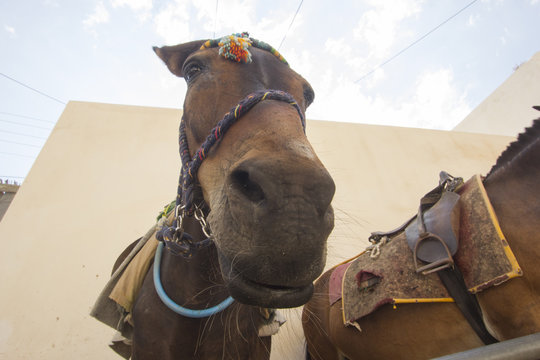 I muli di Fira a Santorini