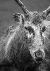 Fototapeta premium Stag close up in black and white