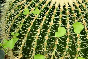 Beautiful Cactus in the garden