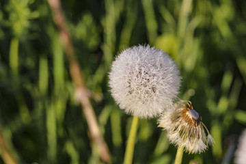 Pusteblume inmitten der Natur