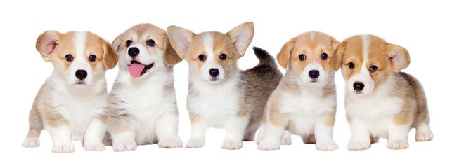 litter small welsh corgi puppies