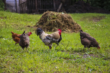 Cock among chickens on a background of green grass in the garden