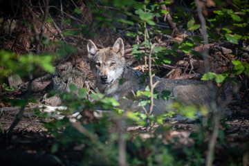 Wolf