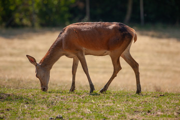 Rotwildtiere beim Äsen