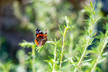 Royal Admiral Butterfly