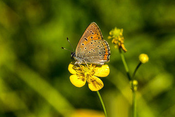 Lilagold Feuerfalter