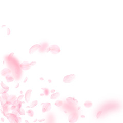 Sakura petals falling down. Romantic pink flowers corner. Flying petals on white square background. 