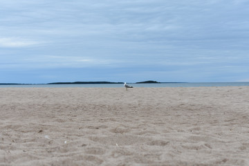 Common gull enjoying the beach in Yyteri, Finland