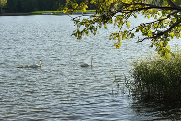 Obraz na płótnie Canvas Family of swans swimming at the lake